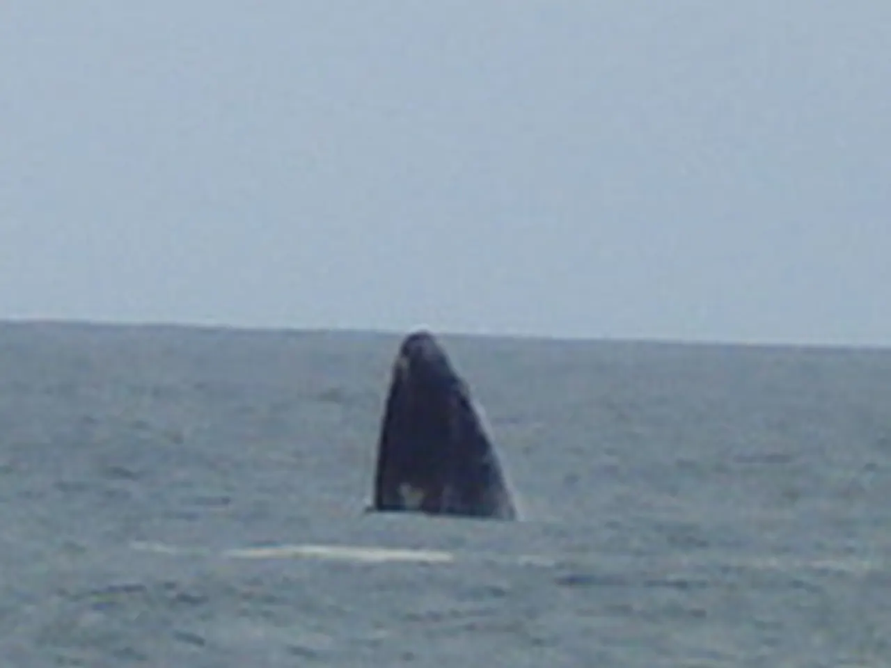 Baleia-franca com a cabeça para fora da água no mar de Garopaba (SC)