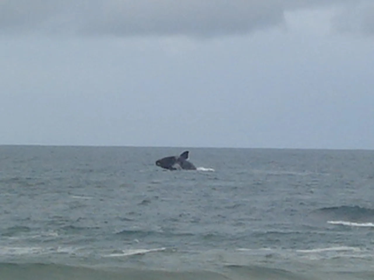 Baleia-franca saltando no mar de Garopaba (SC), vista da praia